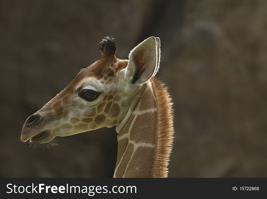 Backlit portrait of baby giraffe against out of focused stone background. Backlit portrait of baby giraffe against out of focused stone background