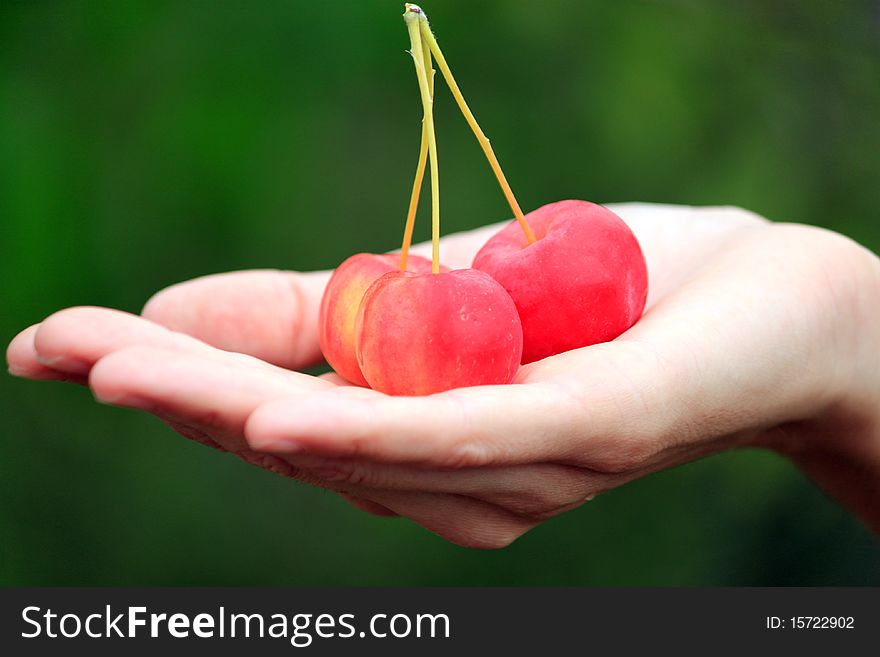 Three small red apples in a palm