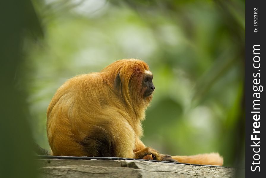 A Golden Lion Tamarin, Leontophitecus rosalia that is a New World Monkey also known as the Golden Marmot, sits in sunlight with green background out of focus. A Golden Lion Tamarin, Leontophitecus rosalia that is a New World Monkey also known as the Golden Marmot, sits in sunlight with green background out of focus