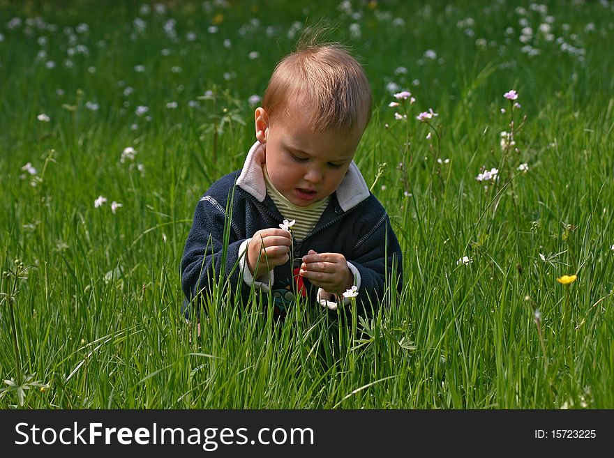 Young boy playing with cuckoo flowers. Young boy playing with cuckoo flowers