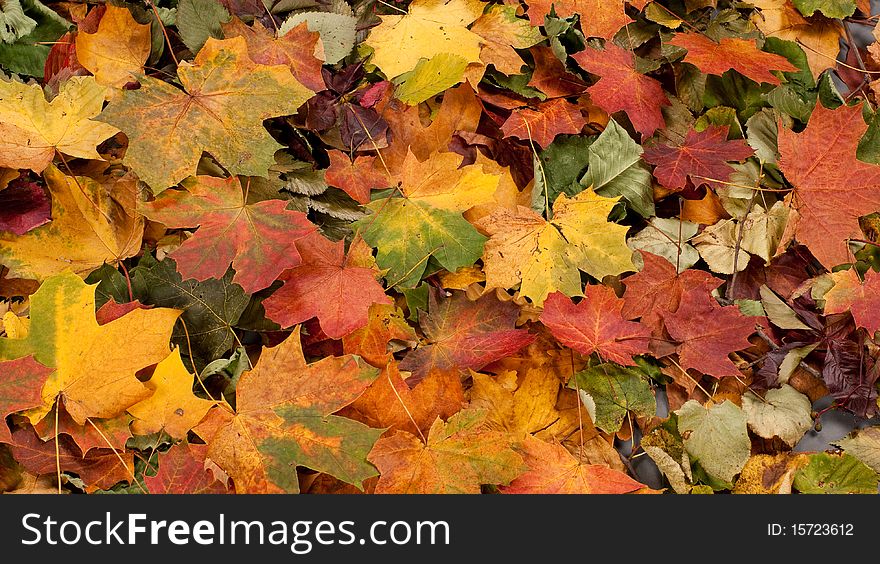 A Colorful Image Of Fallen Autumn Leaves