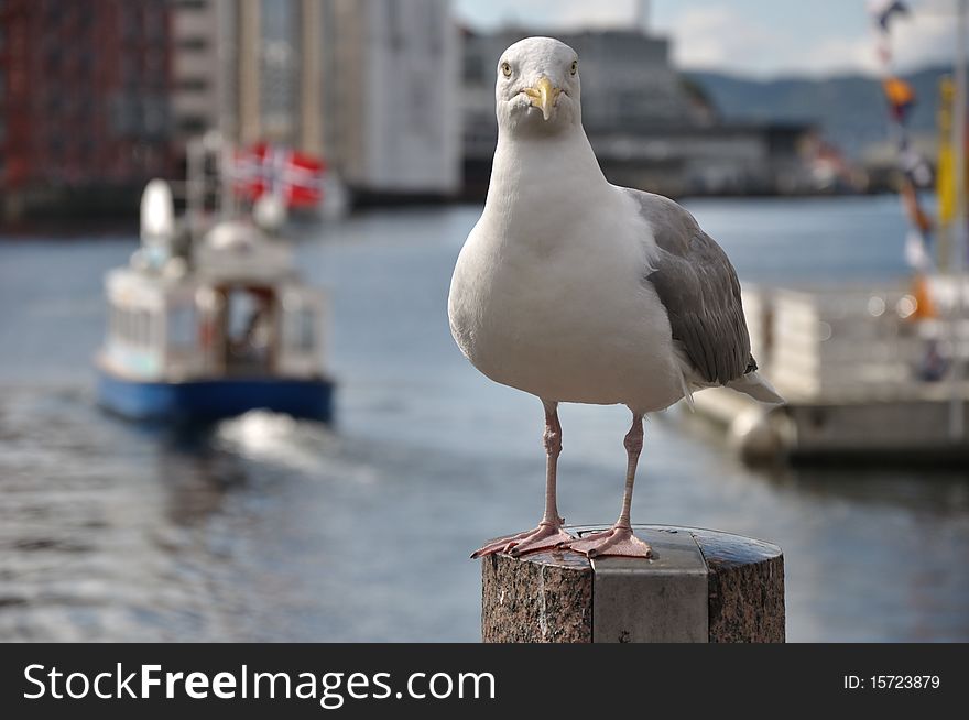 Seagull in Norway port. Boat in the background.