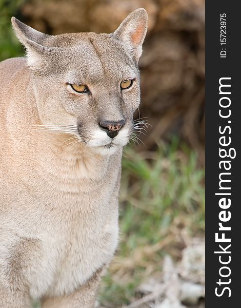 Puma concolor, head close up, copy space. Puma concolor, head close up, copy space.