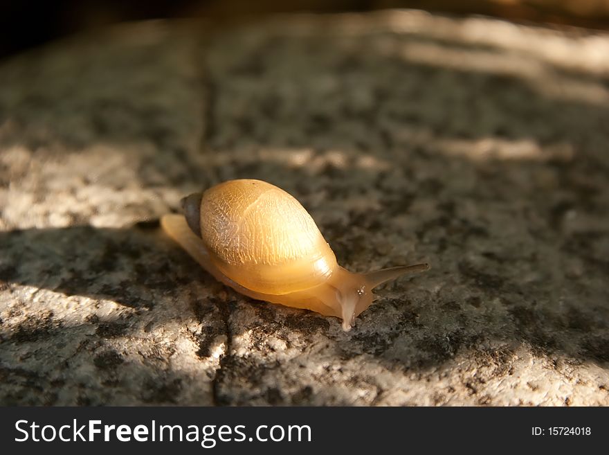 Snail on stone