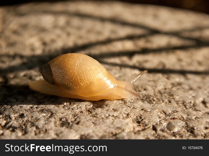 Little snail on big stone. Little snail on big stone