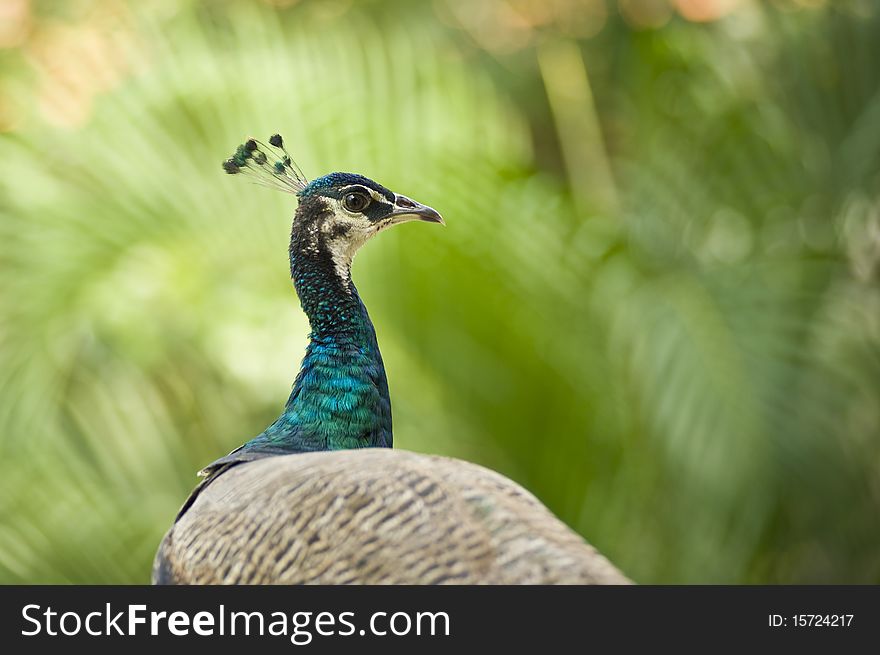Singapore island resort scene peacock
