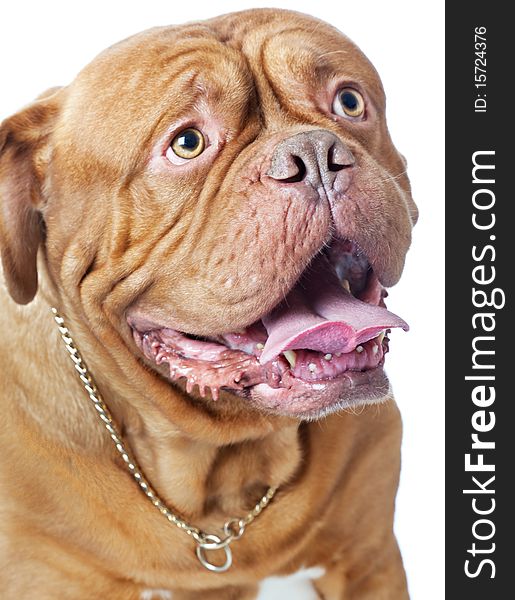 Puppy of Dogue de Bordeaux (French mastiff)