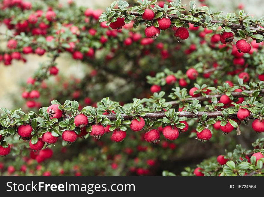 Red berries shrub  in autumn. Red berries shrub  in autumn