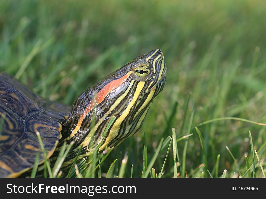 Red-eared slider turtle sunning himself on the grass