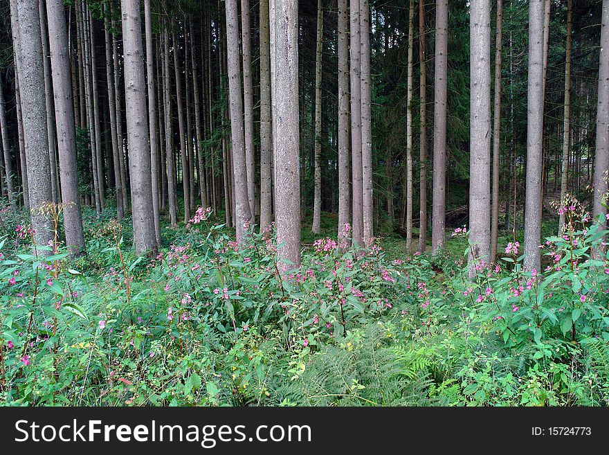 Blossoming glade on a background of a dense wood. Blossoming glade on a background of a dense wood