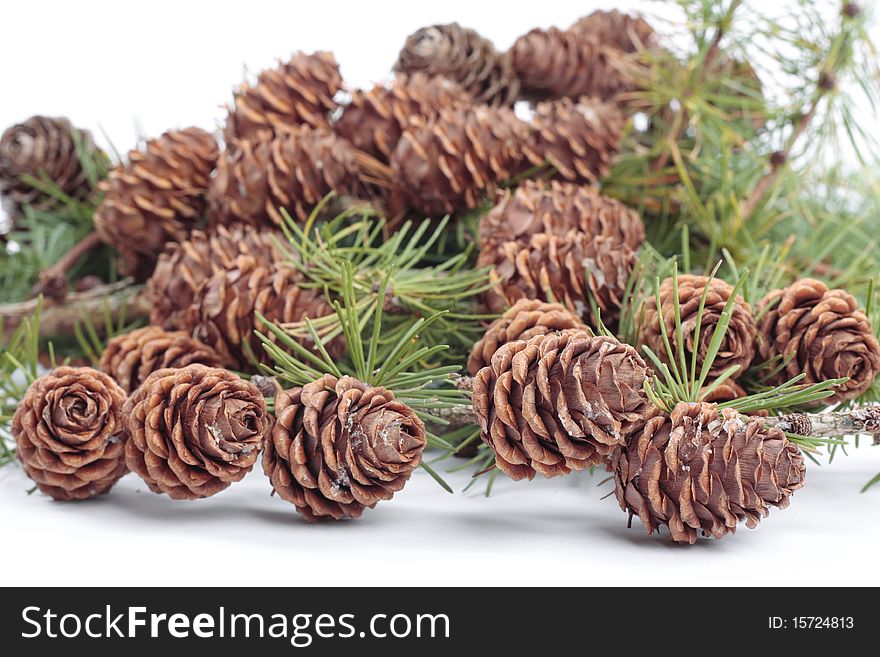 Pinecones in autumn over white. Pinecones in autumn over white