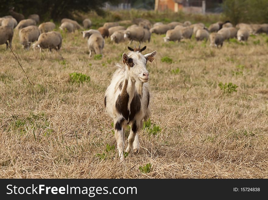 Young goat that stands out from the herd in the pasture. Young goat that stands out from the herd in the pasture
