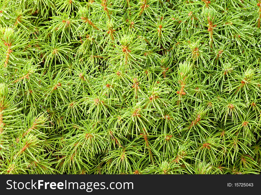 Background of pine tree closeup