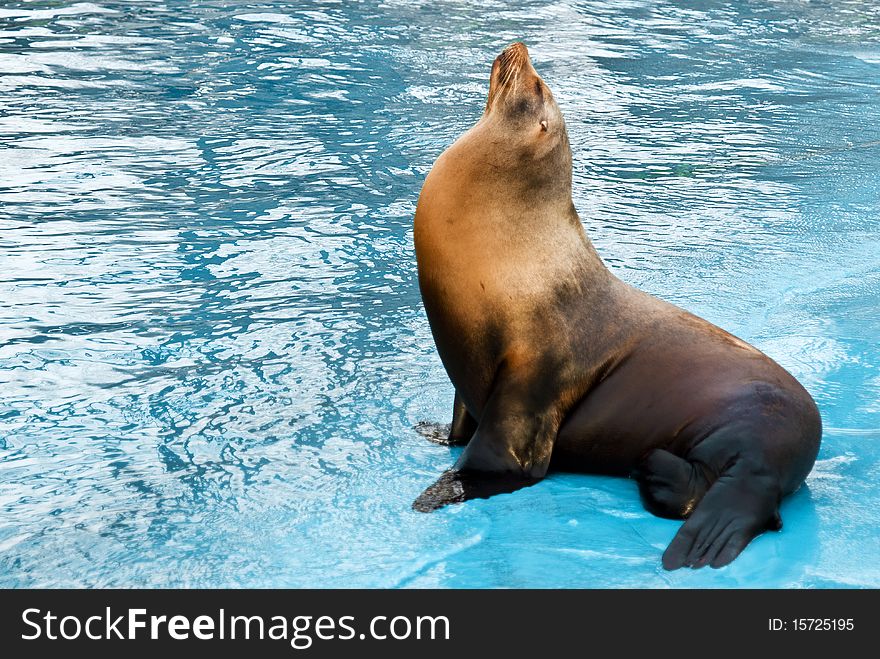 Sea lion (Otarriinae) sunbathing with erected head