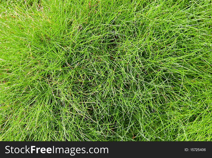 Background of young green grass. Background of young green grass