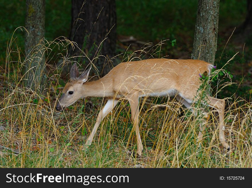 Photograph of a young Whitetail Deer in natural setting. Photograph of a young Whitetail Deer in natural setting