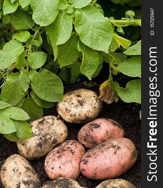 Freshly potatoes lying on the damp ground