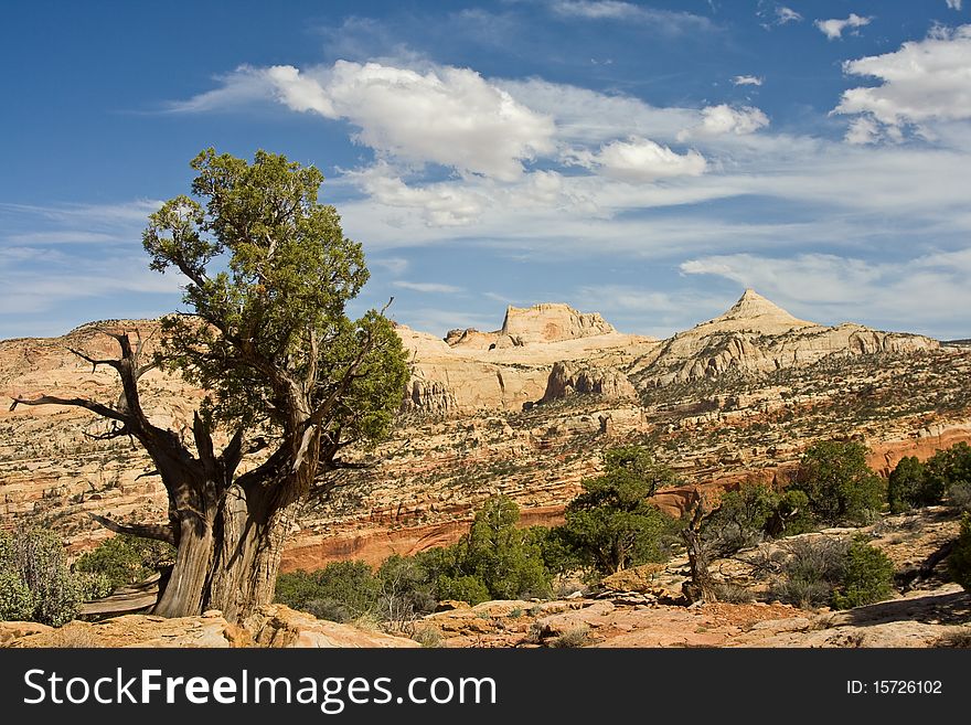 Old Bristlecone pine in Capitol Reef National Park. Old Bristlecone pine in Capitol Reef National Park