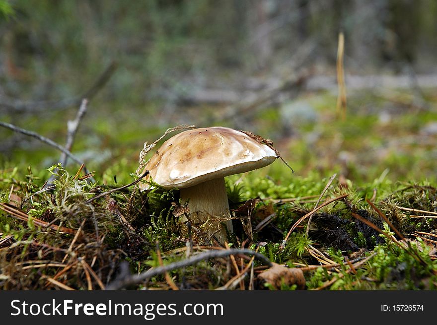 Mushroom boletus in forest close up. Mushroom boletus in forest close up