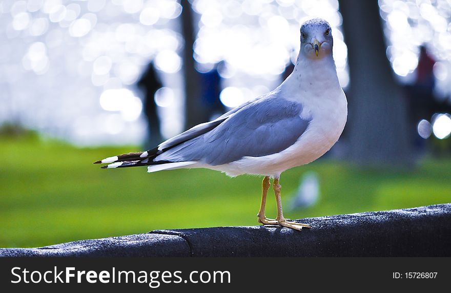 The seagull looks at the photographer. The seagull looks at the photographer