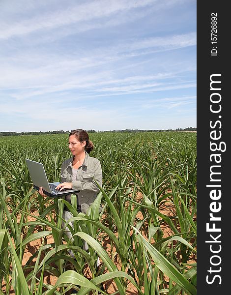 Agronomist in corn field with laptop computer. Agronomist in corn field with laptop computer