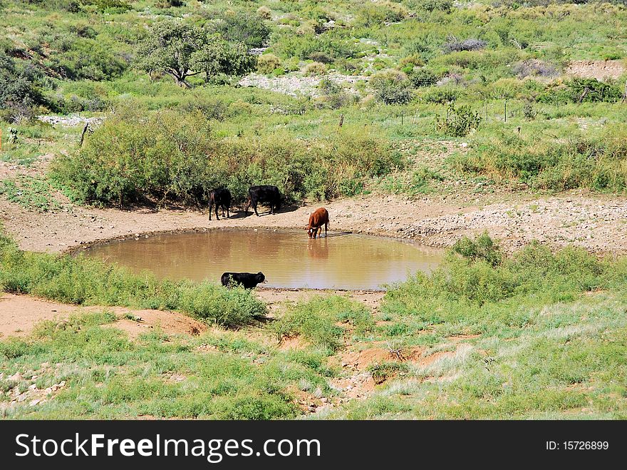 Cows drinking out of a watering hole in the desert you cant be too choosey in the desert. Cows drinking out of a watering hole in the desert you cant be too choosey in the desert