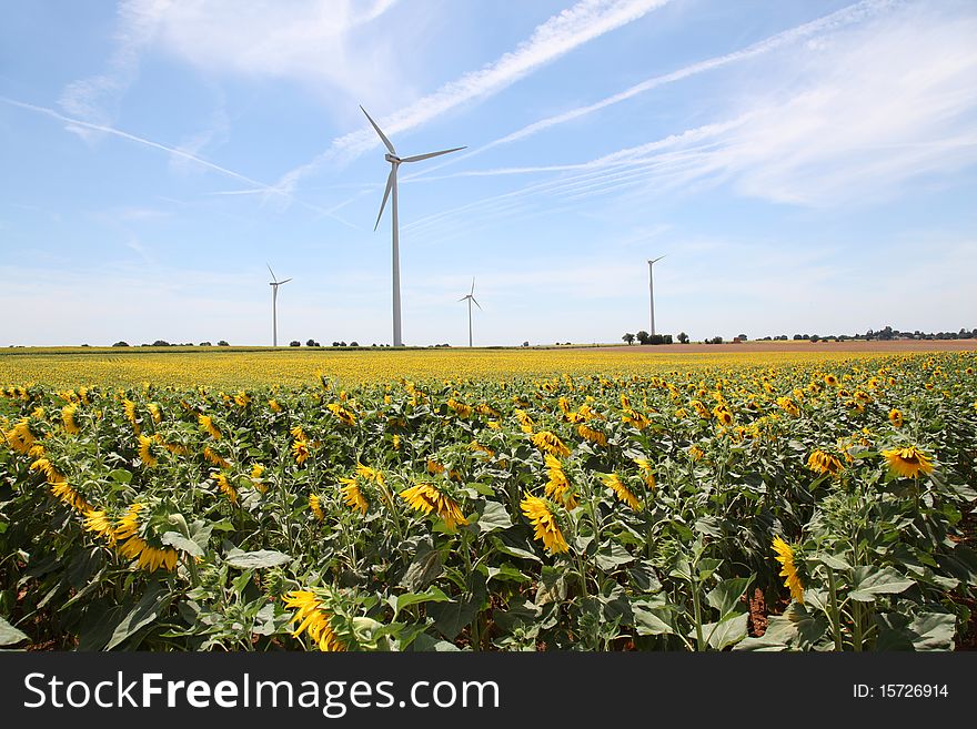 Wind turbines in sunflowers field. Wind turbines in sunflowers field