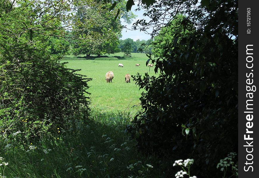 Quintessentially English summer view of the countryside. Quintessentially English summer view of the countryside