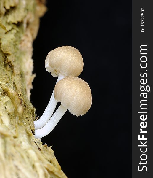 Mushrooms growing on a mouldering tree against a dark background