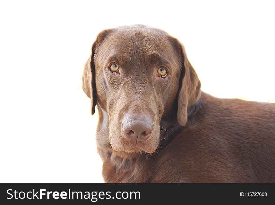 Chocolate brown, sad labrador dog. Chocolate brown, sad labrador dog.