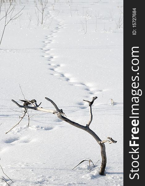 Branch On Snow.