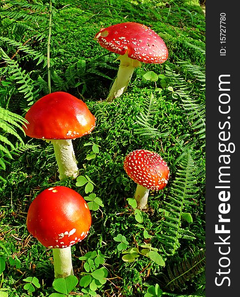 Red fly agaric mushrooms