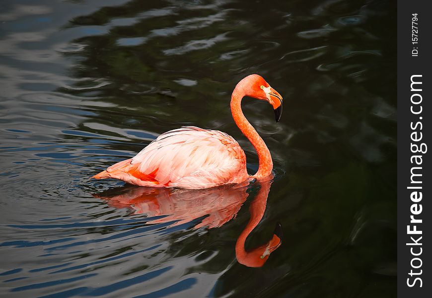 Pink flamingo swimming with water reflections