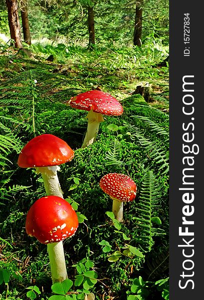 Fly Agaric Mushrooms