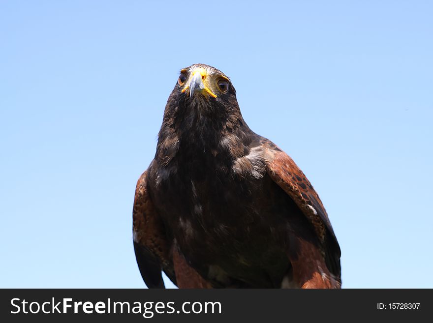 Harris Hawk - Parabuteo Unicinctus - Closeup