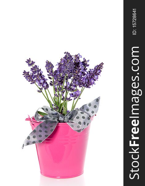 A litlle bouquet of purple lavender in a pink bucket isolated on white background. A litlle bouquet of purple lavender in a pink bucket isolated on white background