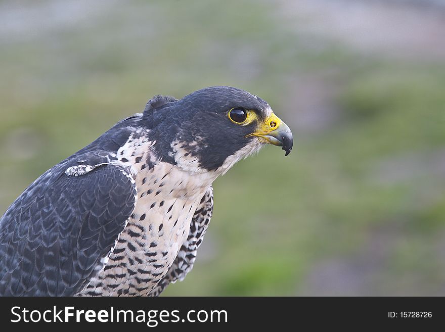 Closeup of a falcon colroured black and white. Closeup of a falcon colroured black and white