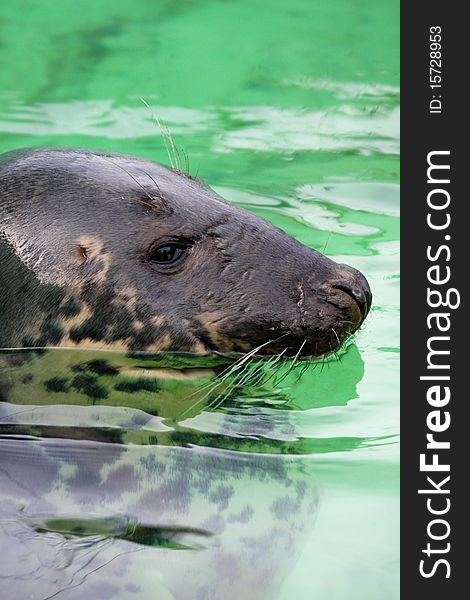 Headshot of seal in the water