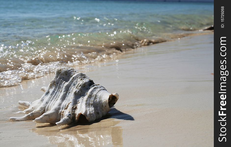 Big shell laying on line of surf. Big shell laying on line of surf.