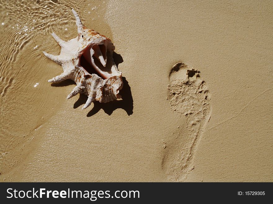 Nautilus shell laying on sand near human's footprint. Nautilus shell laying on sand near human's footprint.
