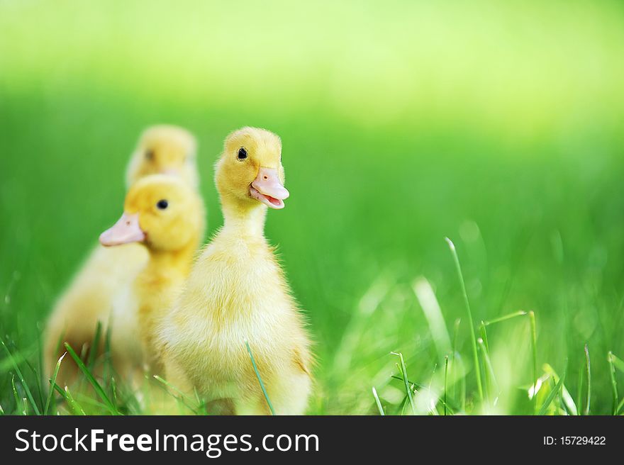 Three fluffy chicks walks  in green grass