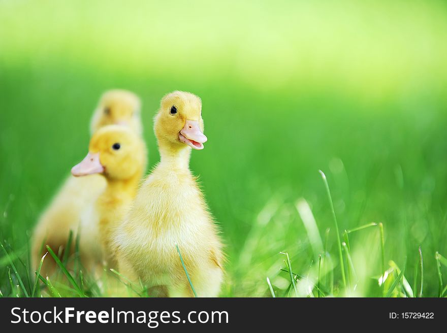 Three fluffy chicks