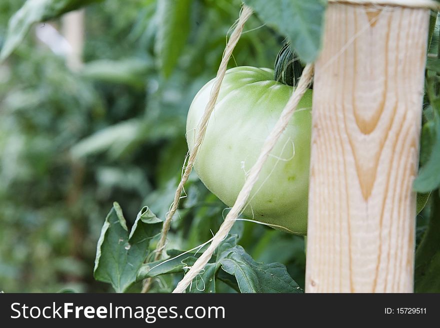 Green tomato still on vine with roap and stake near it. Green tomato still on vine with roap and stake near it