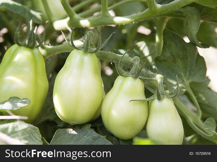 A row of green Roma tomatoes still growing on the vine. A row of green Roma tomatoes still growing on the vine