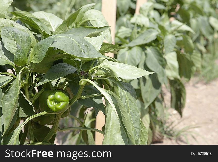 Green bell pepper plants in a row in garden
