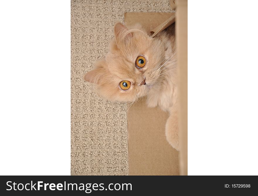 Close up orange persian cat. Close up orange persian cat