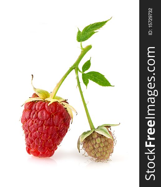 Raspberry leaves and flower isolated oon white