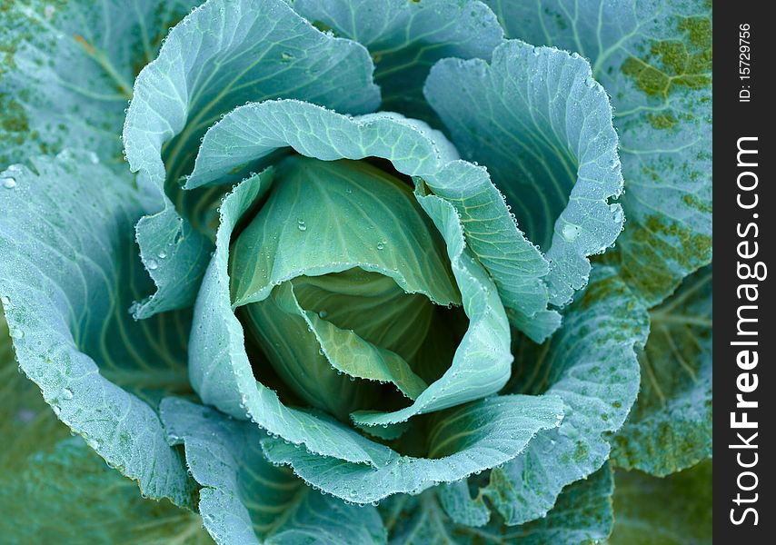 Cabbage with dew drops background