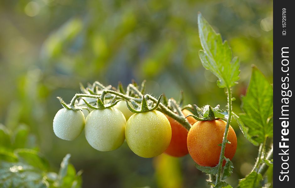 Green and red tomatoes with dew drops on branch. Green and red tomatoes with dew drops on branch
