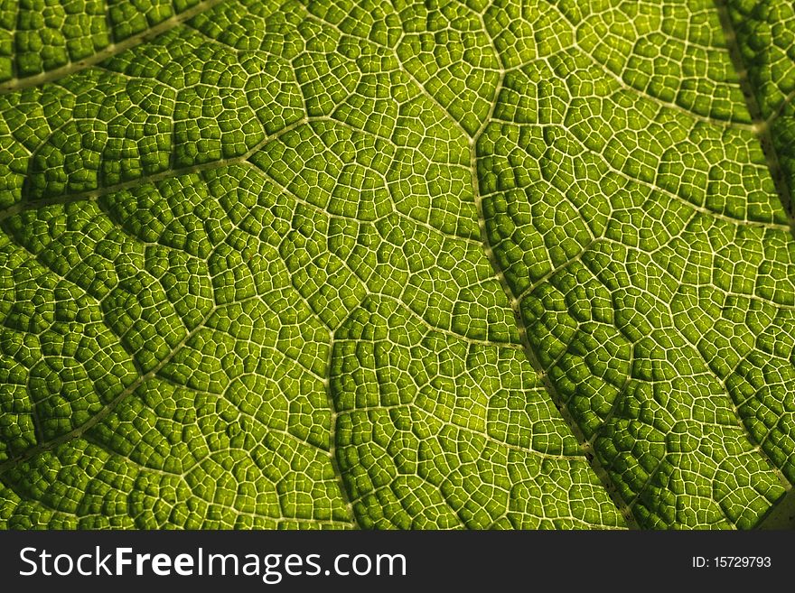 Giant rhubarb (Gunnera manicata) leaf detail of a rhubarb plant